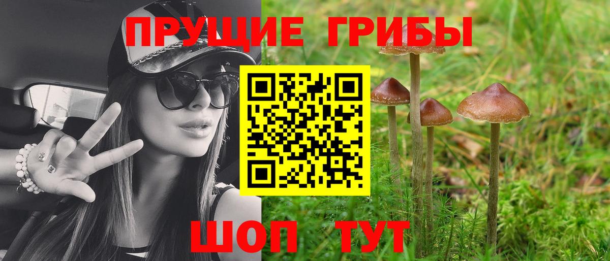 Псилоцибиновые грибы Psilocybe Саратов